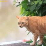 Why are Orange Tabby Cats Fat? Do you Know About Orange Tabby Cats Health and Nutrition?