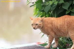 Orange Tabby Cats Fat
