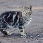 Fascinating Facts About Tabby Black Cats