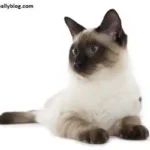 All About Siamese Tabby Cat
