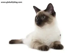 All About Siamese Tabby cat