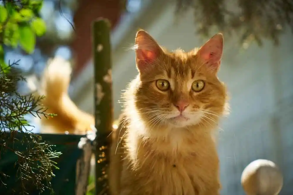 blond cat pot